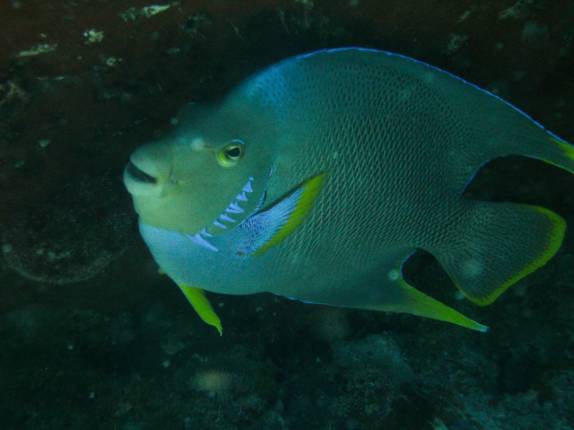 Um fotogênico Queen Angel Fish no nosso segundo mergulho do dia em Isla Mujeres, no litoral do Yucatán, no sul do México